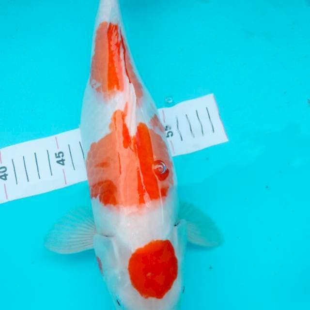 Maruten Kuhaku 37cm Betina