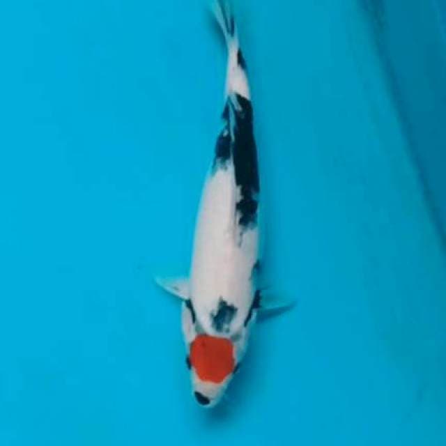 Tancho Showa 30cm