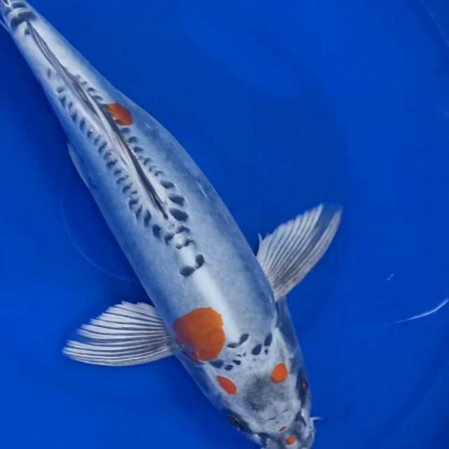Kumpay kiko 30 cm jantan