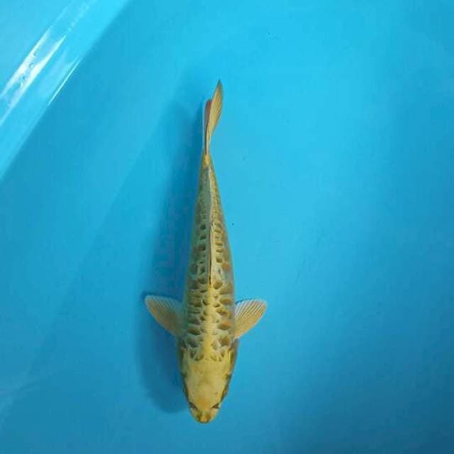 Aragoge size 27cm male