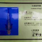 ASAGI YAMAJU 55Bu