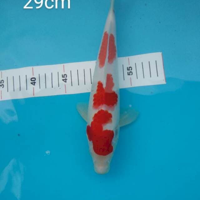 Kohaku Strong Jantan 29cm