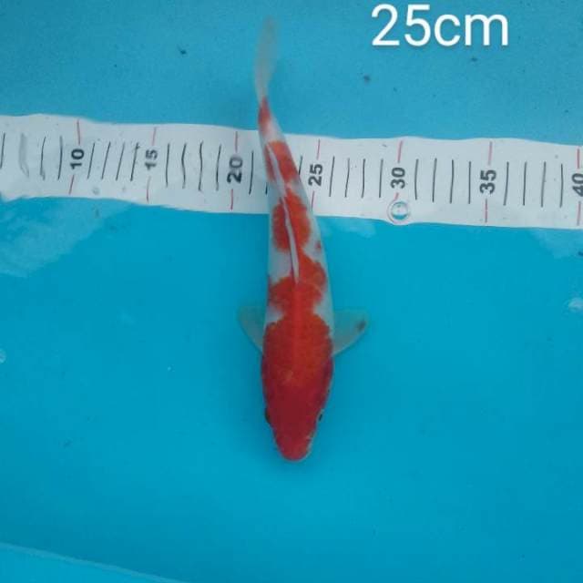 kuhaku 25cm 