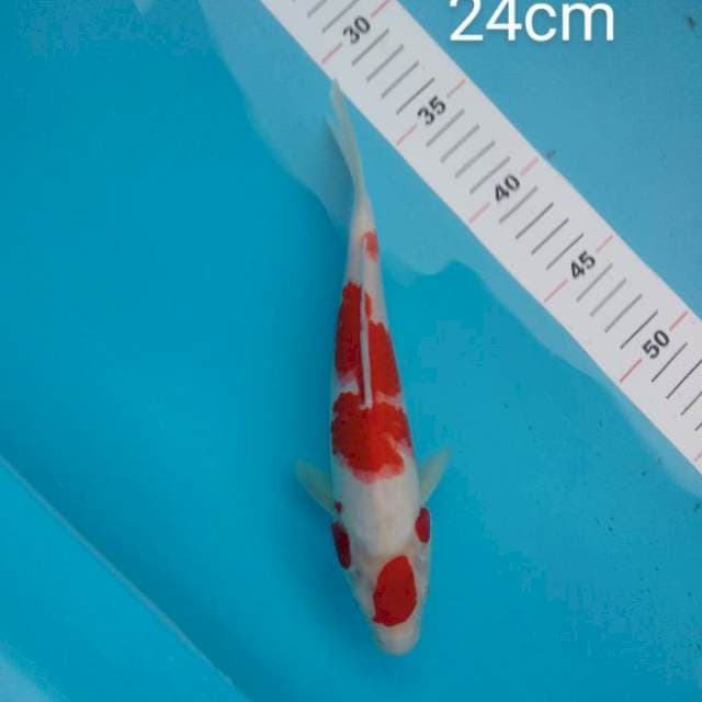 maruten Kohaku 24cm