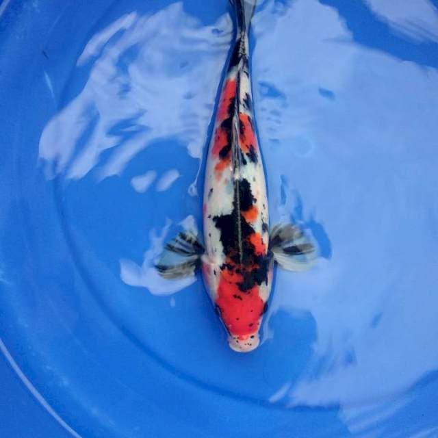 Showa 25cm