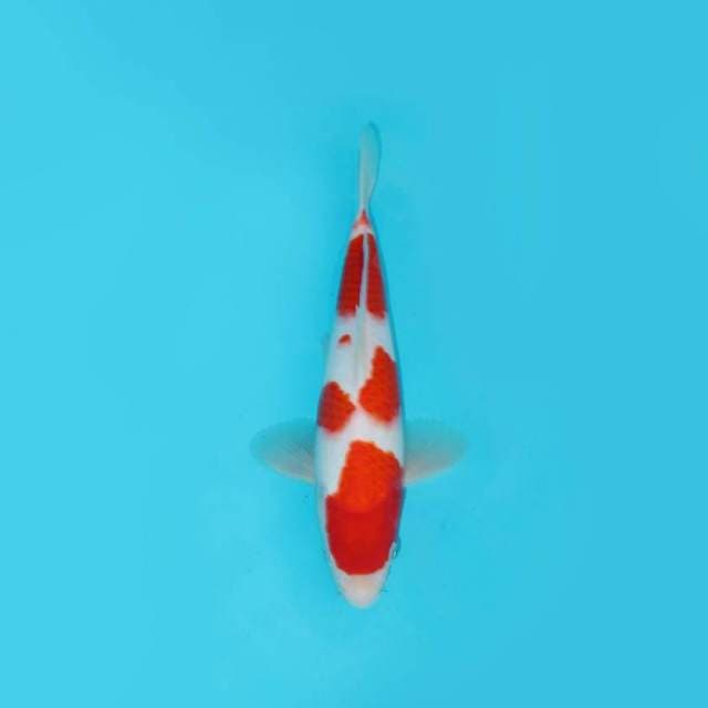 KOHAKU MERAH SUSPECT MALE