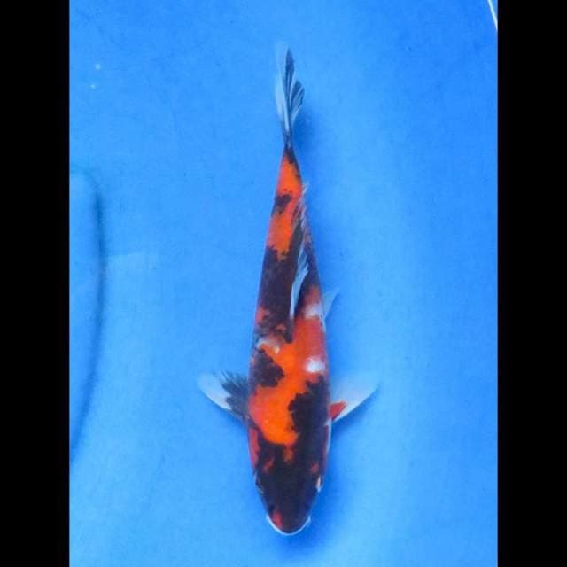 Showa 24cm ml