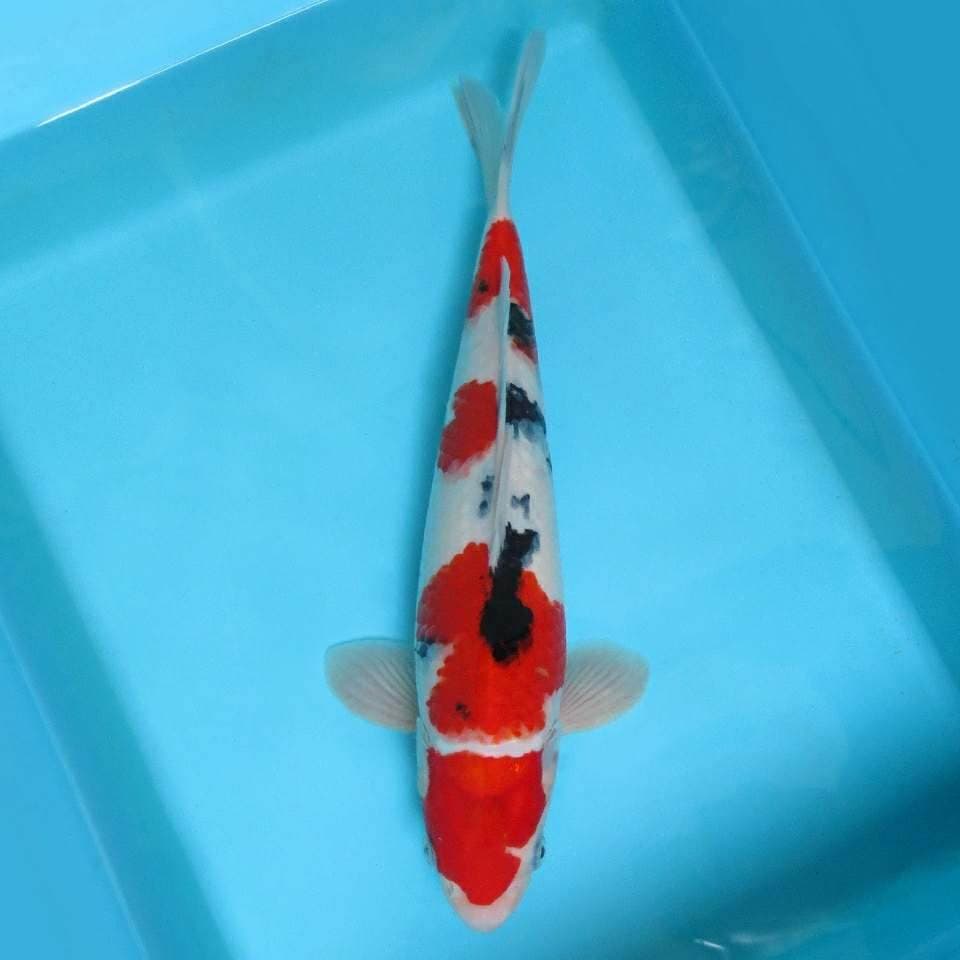 4. JUNAKOI ( SANTORINI ~ TAISHO SANKE SPC )