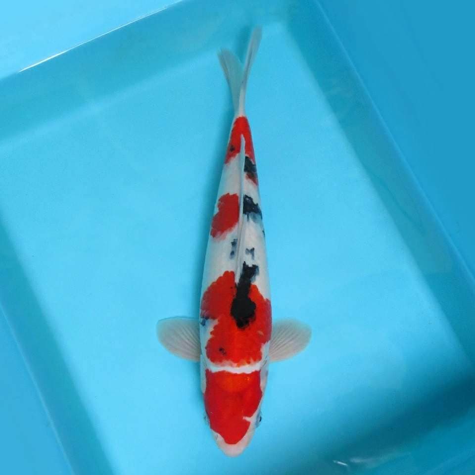 4. JUNAKOI ( SANTORINI ~ TAISHO SANKE SPC )