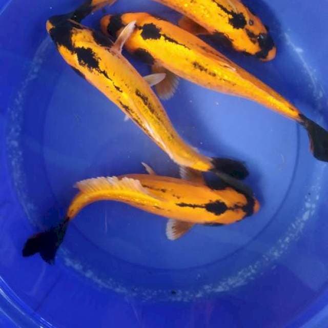 Sk banana