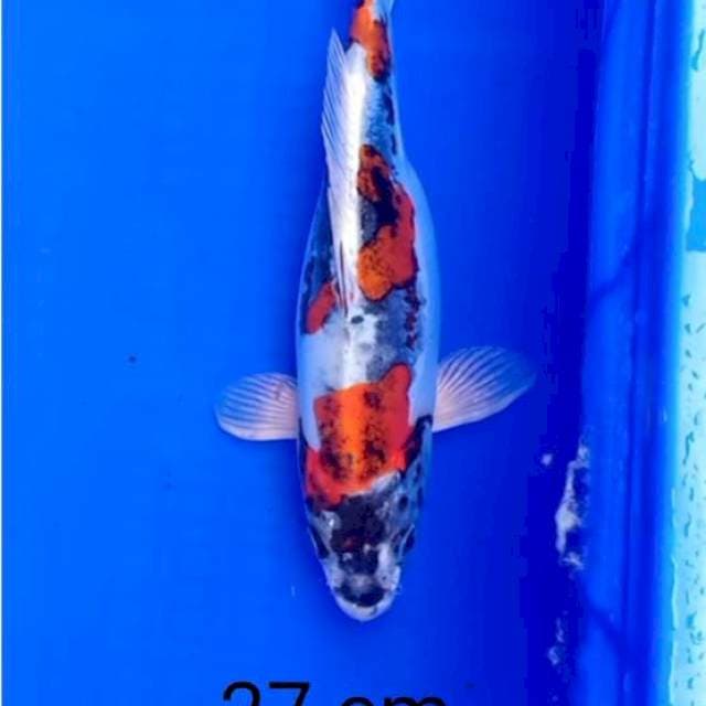 Kiko 27cm