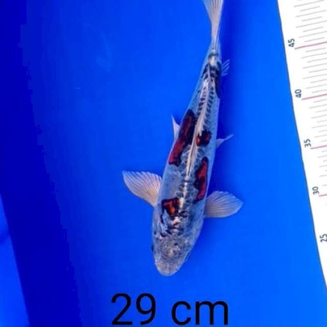 Kiko29cm