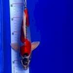 Kiko 27cm