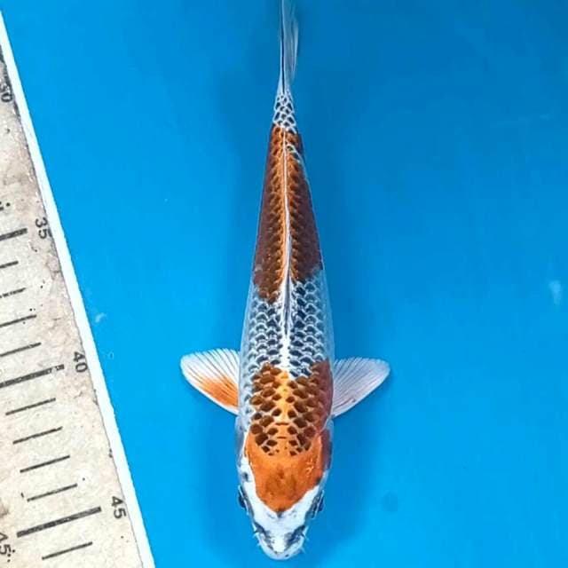 Kujaku, 19 cm