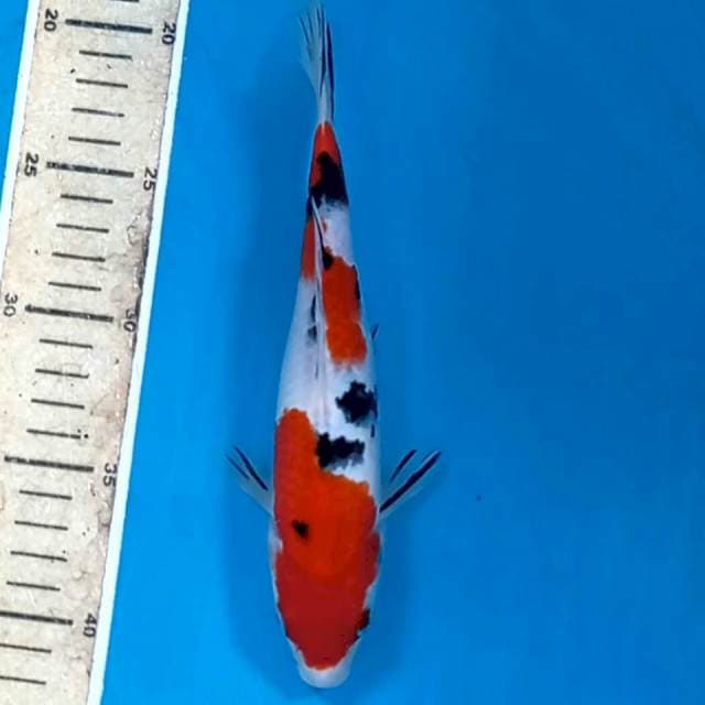 Sanke, 22 cm
