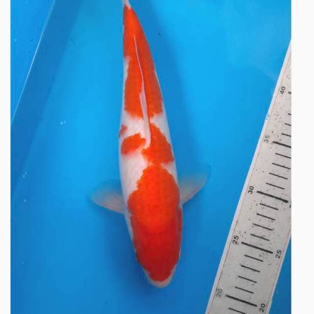 Kohaku 32cm
