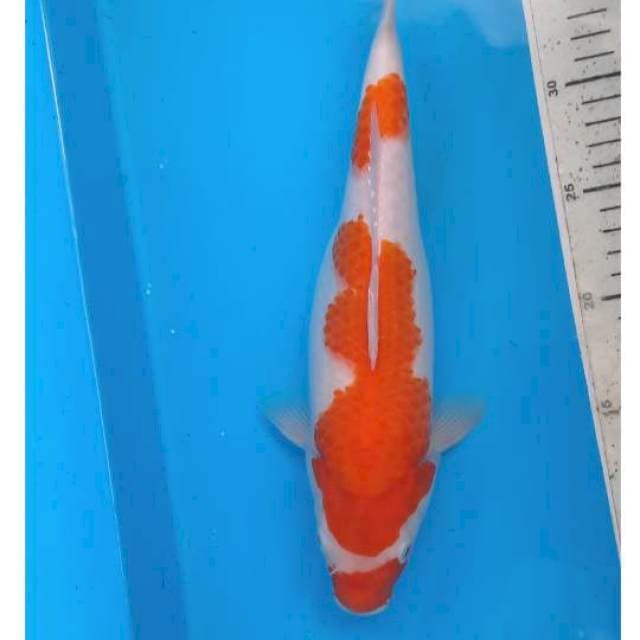 Kohaku 31cm