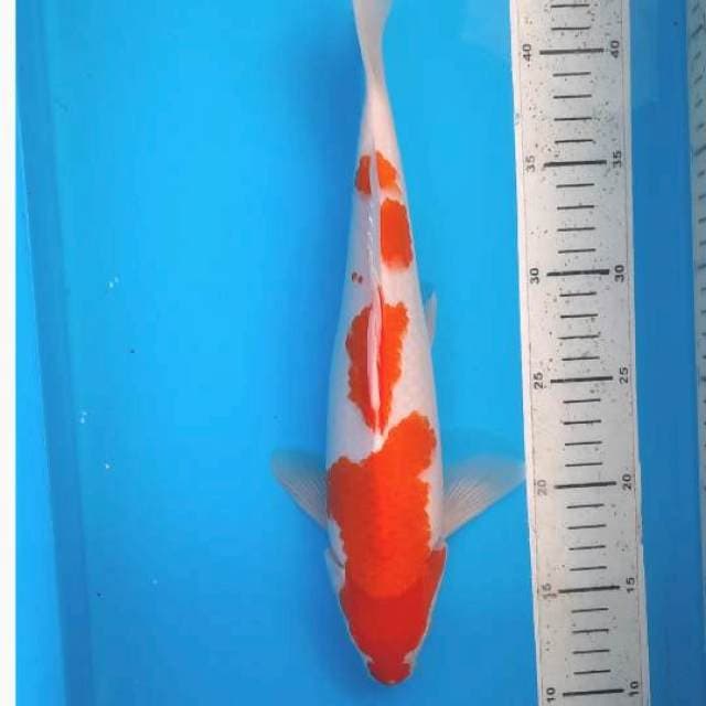 33cm