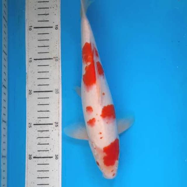 Kohaku 28cm