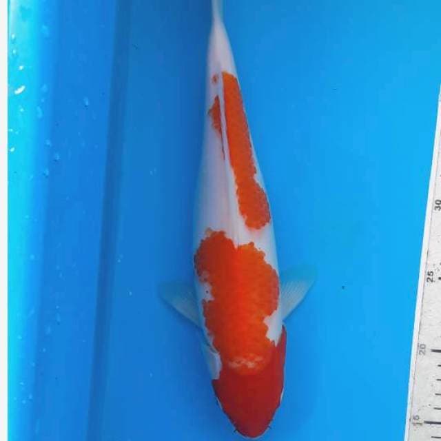Kohaku 34cm