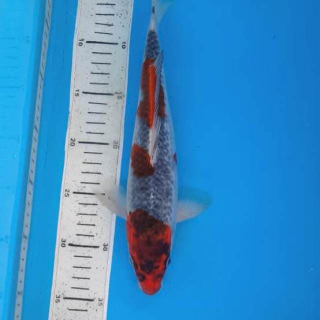Goshiki 30cm 