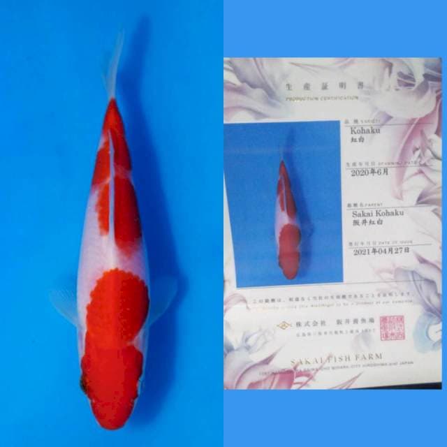 Kohaku