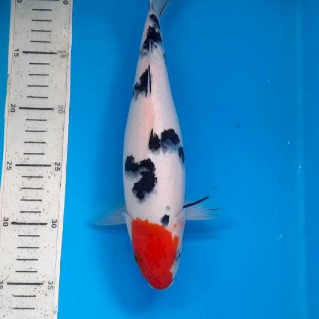 Tancho sanke 28cm