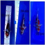 Antikan 23,24,25cm