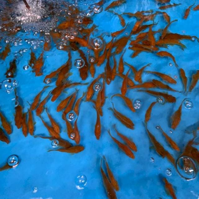 1 CHAGOI IMPORT MARUDO