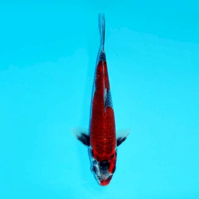 GOSHIKI INAZUMA F1 KAWAKAMI, 24CM