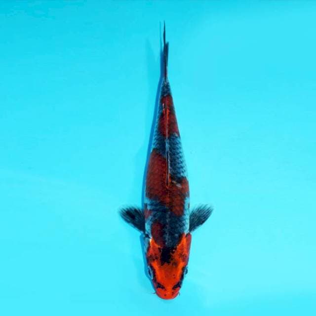 GOSHIKI F1 KAWAKAMI, 24CM
