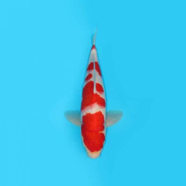 KOHAKU MALE STRONG