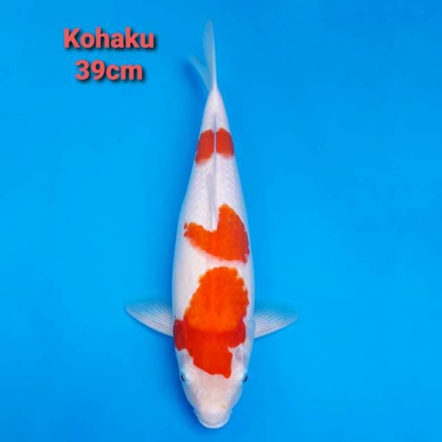 F1 Jumbo Kohaku Sandan 39cm