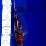 Kiko 28cm