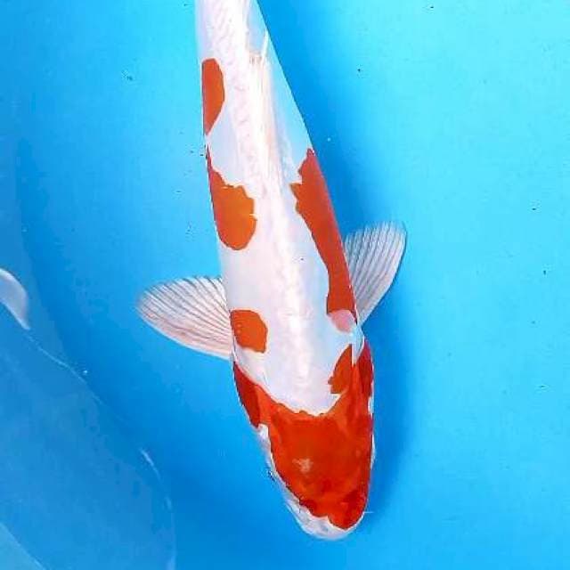 Kikushui 34 cm