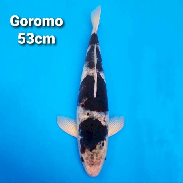 F1 Goromo 53cm Male