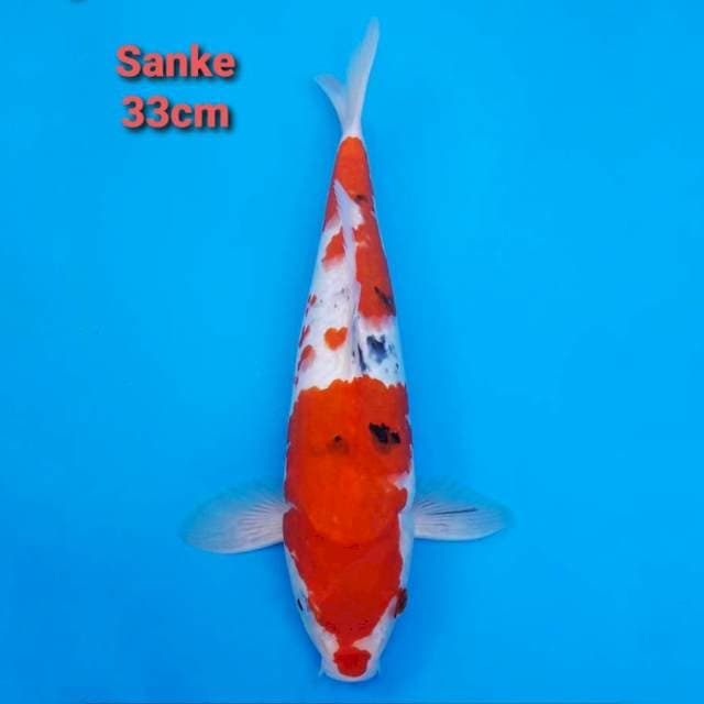 DeepRed Sanke 33cm