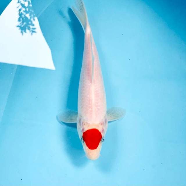 Tancho Kohaku,  25 cm