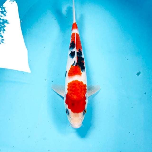 Sanke, 25 cm