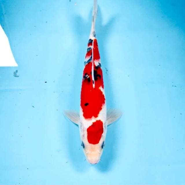 Sanke,  25 cm