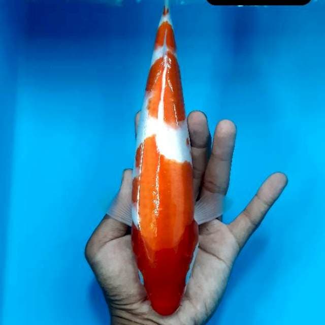 Kohaku 27 cm