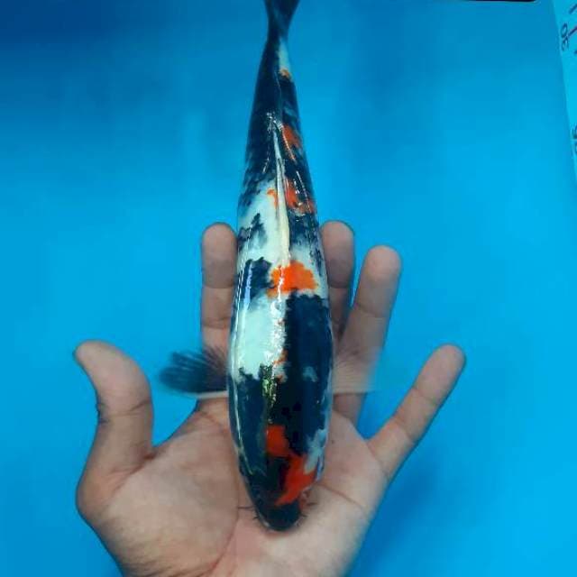Kindai 27 cm