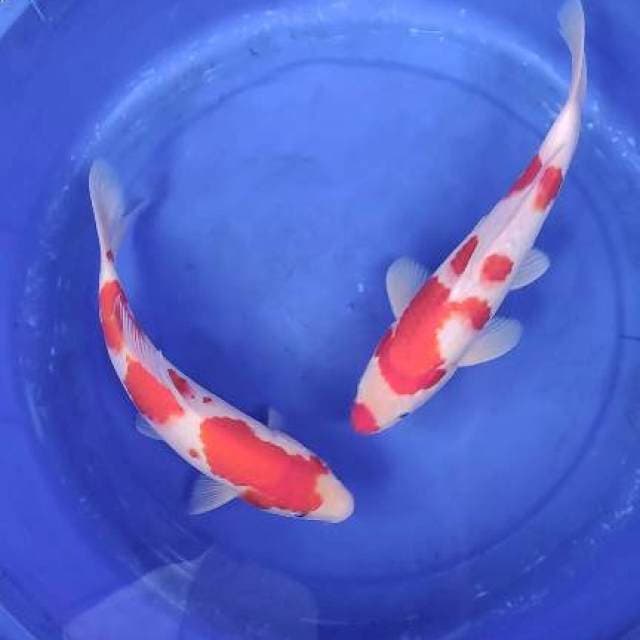 Kohaku 2 ekor 