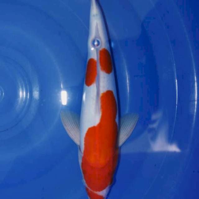 KOHAKU DOITSU 30CM MERAH STRONG