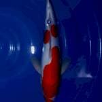KOHAKU DOITSU 30CM MERAH STRONG