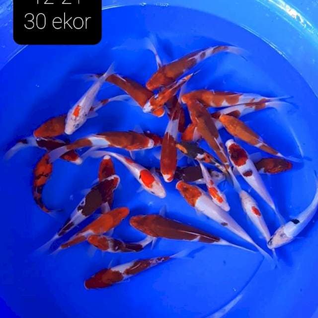 Paket 30 ekor