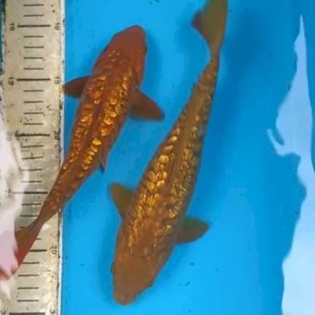Aragoke Ginrin 24-27cm