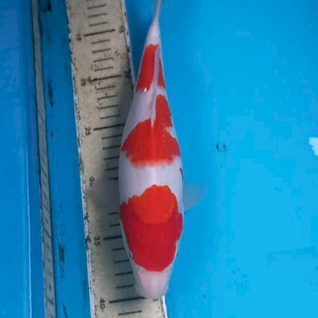 Kohaku 30cm