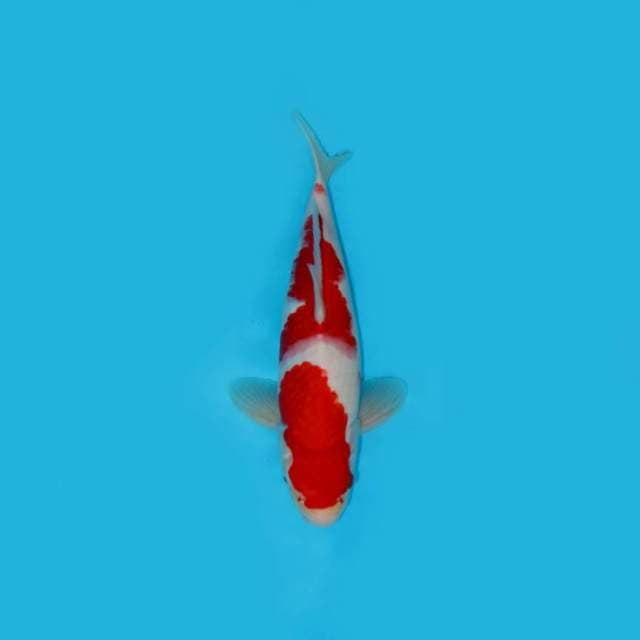 RED BLOOD KOHAKU SUSPECT MALE