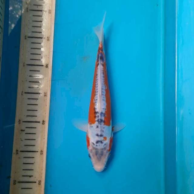 Shusui 18cm